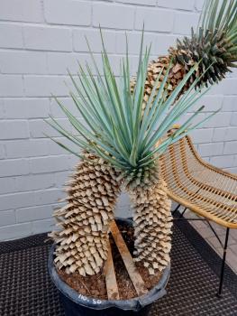 Yucca Rigida 2